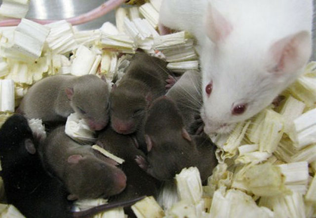 Chuột con sinh ra từ tinh trùng được lưu trữ trên trạm không gian trong 9 tháng. (Nguồn: sciencemag.org)