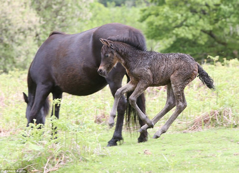 Dù mới 2 ngày tuổi, nhưng chú ngựa non này có rất nhiều năng lượng khi lại tiếp tục nhảy nhót, nghịch ngợm.