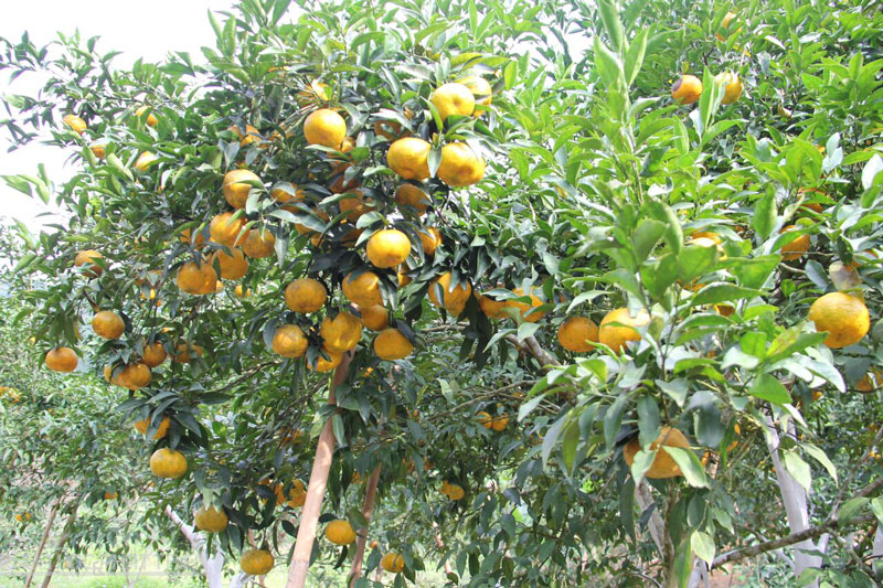 Vườn cao Cao Phong sai trĩu quả.