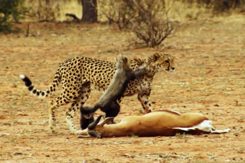 Báo đốm giết linh dương để cho các con chơi đùa học cách săn mồi.