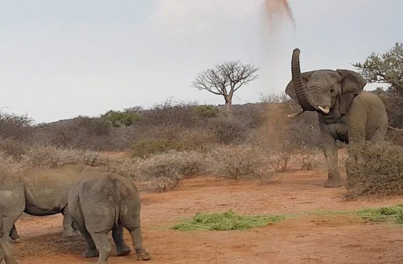 Con voi dùng đất cát để quăng về phía bầy tê giác.