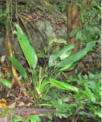 Hình ảnh cây loài Vietnamocasia dauea N.S.Lý, S. Y. Wong, T.Haevermans & D.V.Nguyen (Ảnh: Lý Ngọc Sâm)