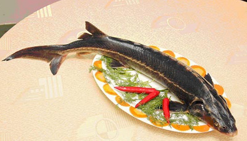 Cá tầm, một thực phẩm rất tốt cho nam giới.