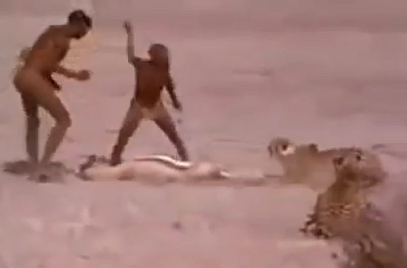 Hai người thổ dân châu Phi trong đoạn video dưới đây đã khiến nhiều người phải “khiếp vía” khi liều mạng cướp xác chú linh dương từ hai con báo săn.