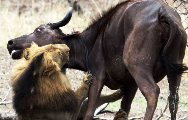 Sư tử đực vật lộn với trâu mẹ.