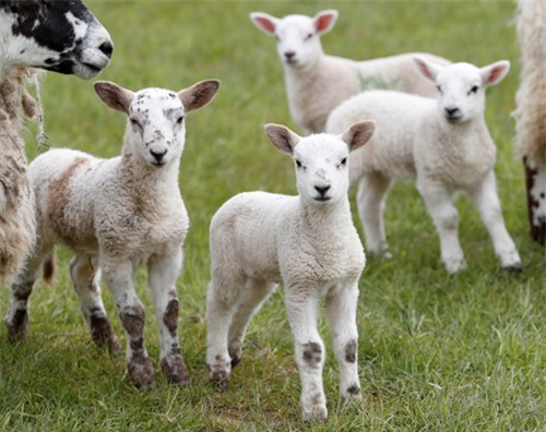 Cừu ở Scotland, Anh. Ảnh minh họa: Reuters
