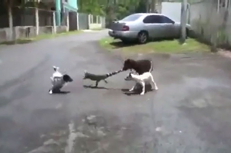 3 con chó tấn công chú cự đà.