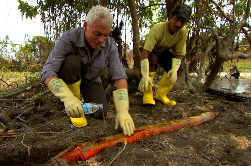 Tóm gọn cá khủng giết người đáng sợ nhất rừng Amazon. Cần thủ chuyên nghiệp Jeremy Wade và cộng sự của ông đã dễ dàng tóm gọn một con cá chình điện khổng lồ tại vũng nước cạn ở rừng Amazon. (CHI TIẾT)