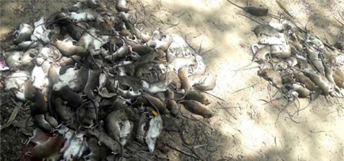Chuột bị tiêu diệt ở Myanmar. Ảnh: Irrawaddy