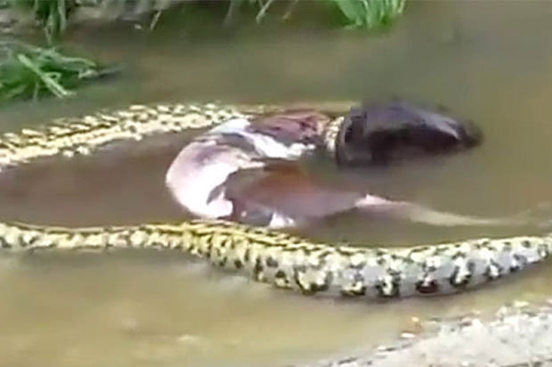 Trăn anaconda khổng lồ quằn quại nôn bò sữa ra khỏi bụng. Đoạn video dưới đây ghi lại cảnh con trăn anaconda khổng lồ đang quằn quại nôn ra con bò sữa mà nó đã nuốt vào bụng. (CHI TIẾT)