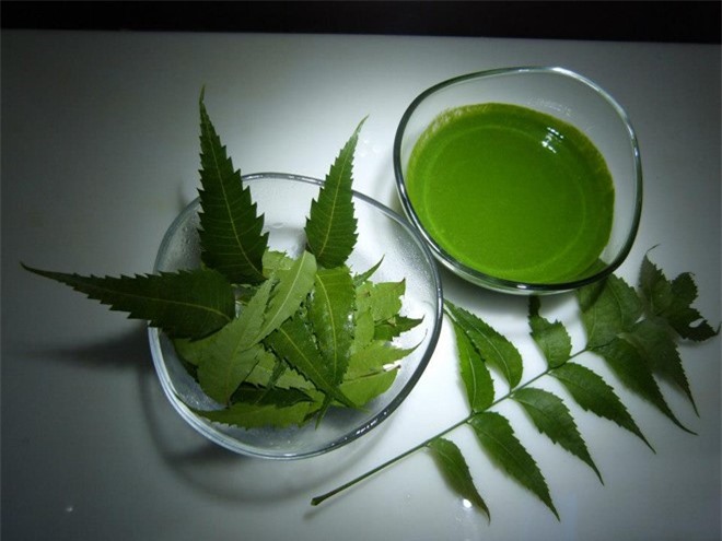 Cây neem khá dễ tìm tại nước ta, cũng là loại thảo dược có công dụng làm đẹp nhanh và hiệu quả.