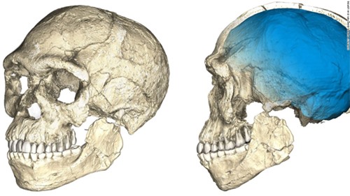 Hộp sọ của hóa thạch người hiện đại cổ nhất thế giới. Ảnh: CNN