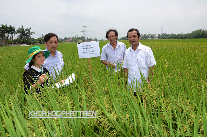 GS Trần Duy Quý (thứ 2 từ trái sang) thăm ruộng lúa được cấy theo hiệu ứng hàng biên ở huyện Yên Lạc, tỉnh Vĩnh Phúc. Ảnh: NB