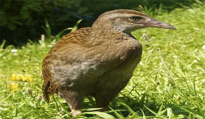 10 loài chim có cánh không biết bay trong tự nhiên