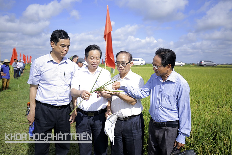 Kỹ sư Chu Văn Tiệp (bên phải, ngoài cùng) - tác giả phương pháp cấy lúa hiệu ứng hàng biên đang giới thiệu về thành quả thực tế của phương pháp này bằng những bông lúa trĩu hạt.