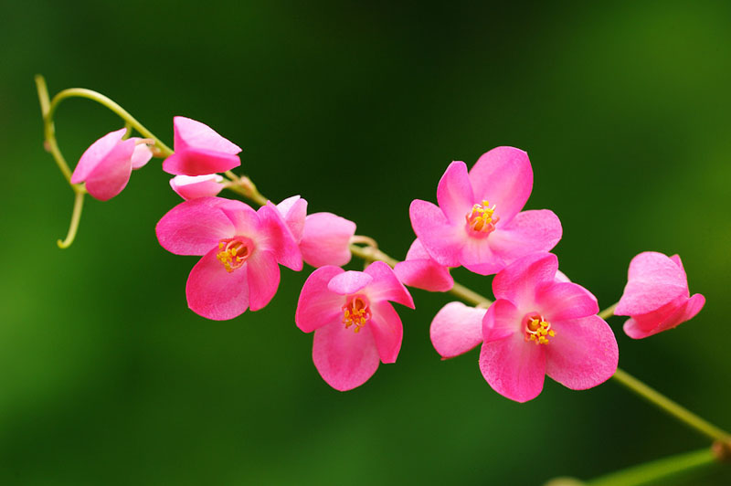 Nó là loài thực vật có hoa thuộc họ Rau răm bản địa của Mexico. 