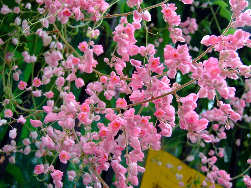 Hoa tigôn là loại dây leo có hoa màu trắng hoặc màu hồng. Cây thường niên, dạng sống dây leo bằng tua cuốn, phát triển nhanh, có thể dài tới 8m.