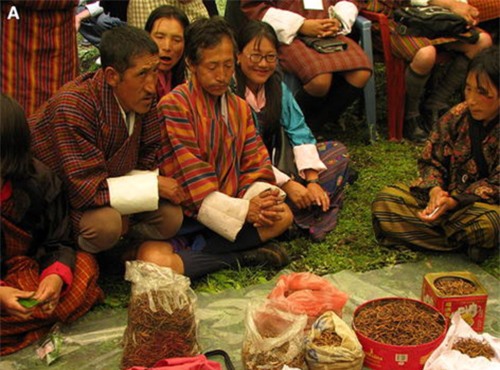 Chợ bán đông trùng hạ thảo ở Bhutan. Ảnh: