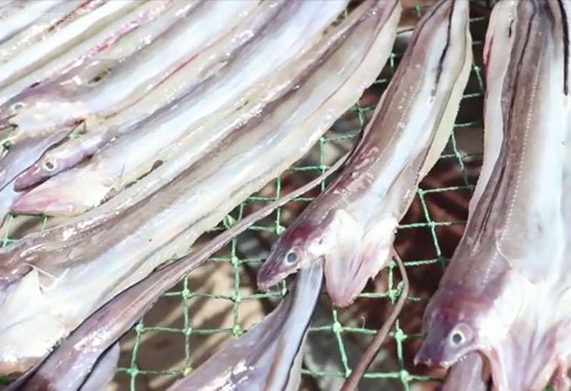 Ngư dân Phú Yên làm giàu từ đặc sản cá đét. Với mức giá có thể lên đến 100.000 VNĐ/kg, làm cá đét khô đang là một trong những nghề giúp ngư dân Phú Yên có nguồn thu nhập ổn định. (CHI TIẾT)
