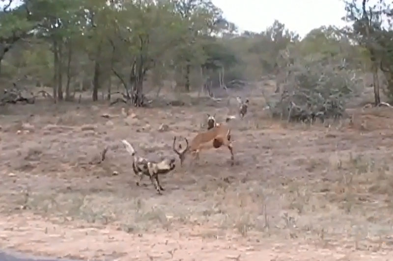 Bị cắn lòi ruột, linh dương Impala vẫn tử chiến với bầy chó hoang. Tuy bị những kẻ săn mồi cắn lòi ruột nhưng con linh dương Impala ở đoạn video dưới đây vẫn gắng lấy hết sức bình sinh để chiến đấu với đối thủ. (CHI TIẾT)