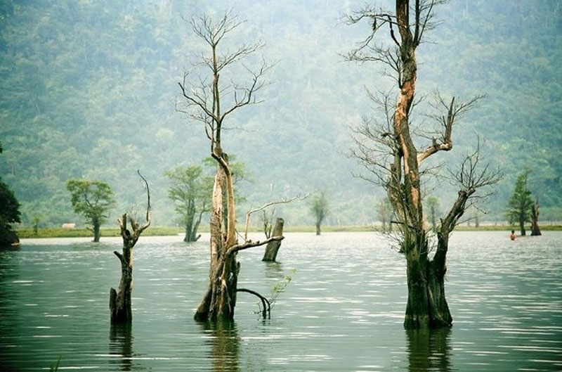 Chính vì vậy mỗi khi nước dâng vào mùa mưa có những đàn cá ngược dòng sông Lô bơi theo dòng nước tràn lên vào trú ngự với Hồ Noong. Ảnh: Thuan Vu.