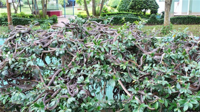 Hàng trăm con rắn đu mình trên cây tại một khu vực nuôi rắn trong trại rắn Đồng Tâm.