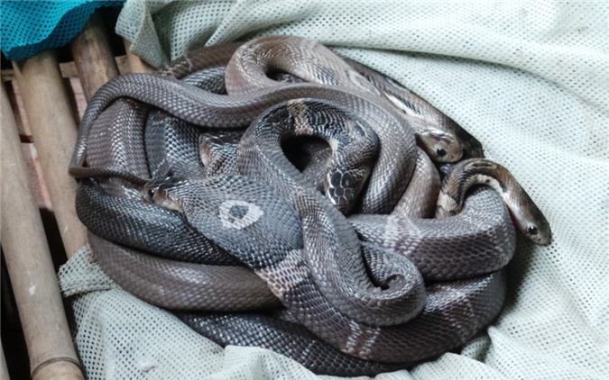 Ổ rắn hổ đất được nuôi ở trại Đồng Tâm.