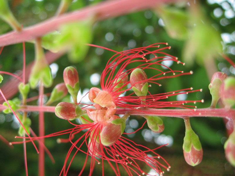 Cây lộc vừng có thân và gốc đẹp, hoa thường màu đỏ và lá của nó có hình mác, khi nở có hương thơm, được dùng làm cây cảnh.