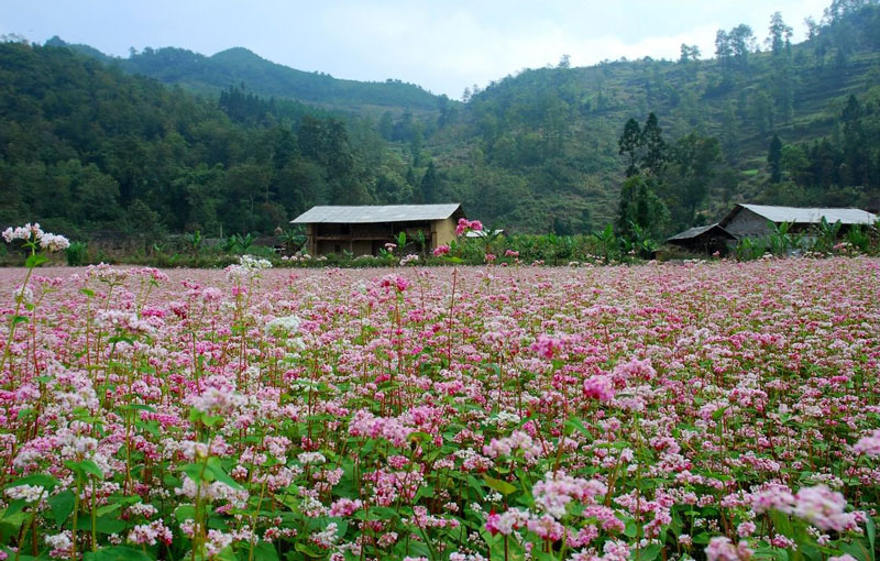 Hoa tam giác mạch là loài hoa phổ biến ở Hà Giang.