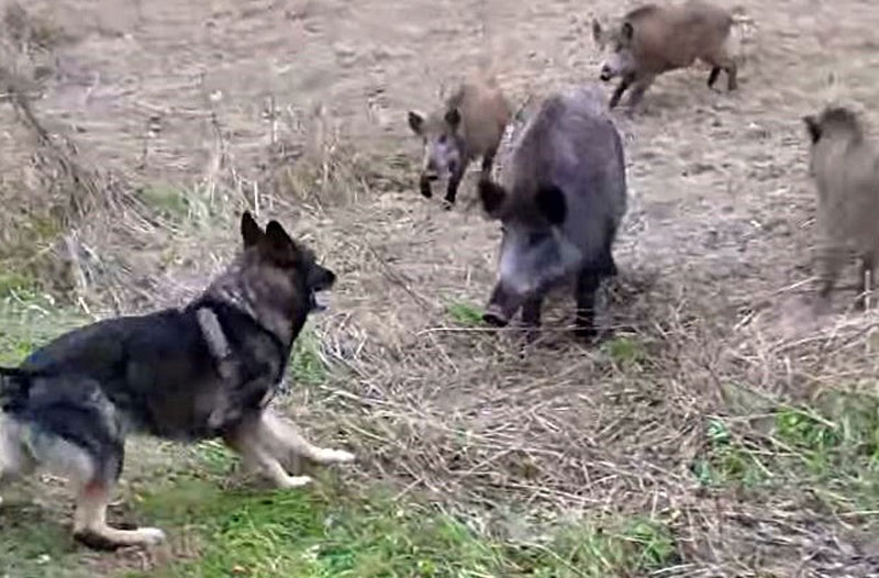 Chó Becgie săn lợn rừng.