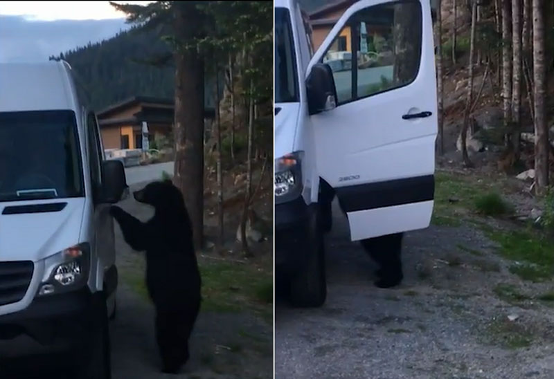 Gấu đen đột nhập vào xe.