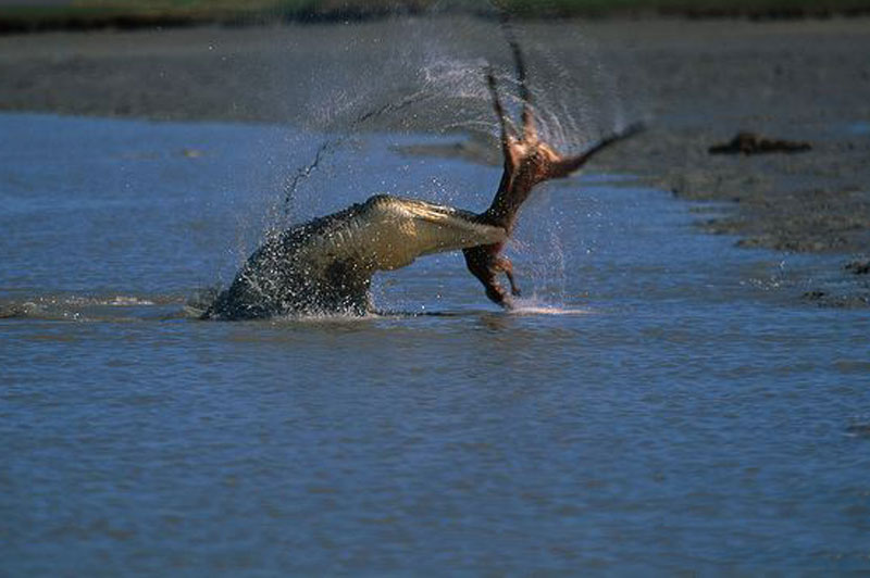 Cá sấu nước mặn giết kangaroo.