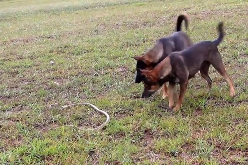 2 chú chó đối đầu với rắn.