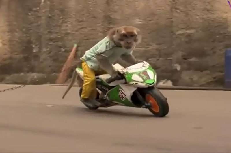 Khỉ biểu diễn khả năng đi xe máy.