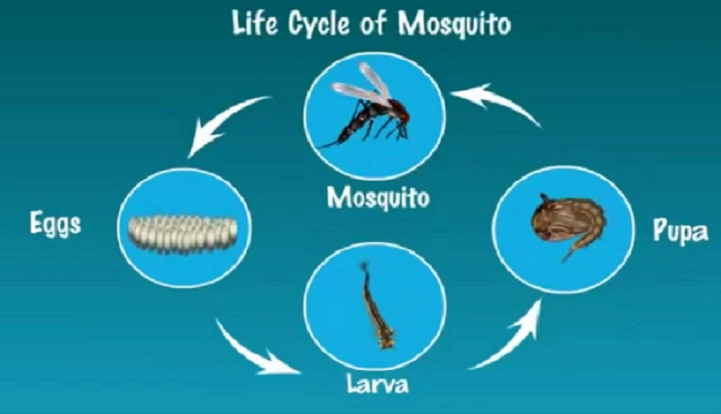Sơ đồ vòng đời của loài muỗi.