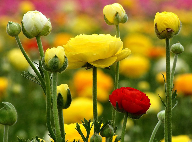 Thông thường, cây hoa mao lương cao khoảng 30 - 40cm, kích thước hoa từ 3 - 4cm, cánh kép, cánh hoa xoắn vòng nhiều màu sắc nổi bật.