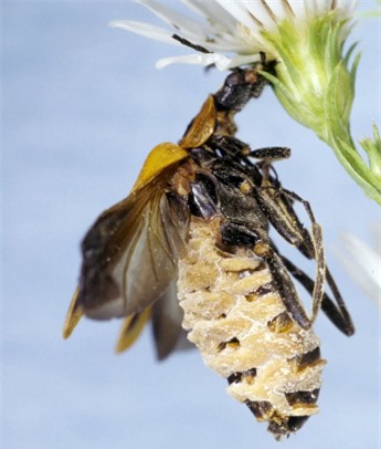 Xác bọ cánh cứng treo trên bông hoa để tăng cơ hội phát tán bào tử nấm. Ảnh: Giáo sư Steinkraus