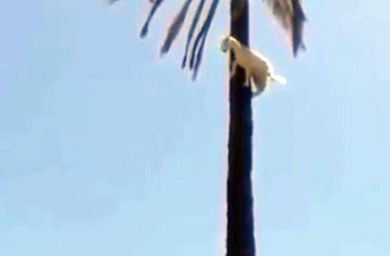 Chú dê leo lên cây cọ cao chót vót.