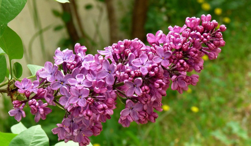 Màu tía nhạt nói chung được gọi là “màu tử đinh hương” theo tên gọi của màu hoa cây này. 