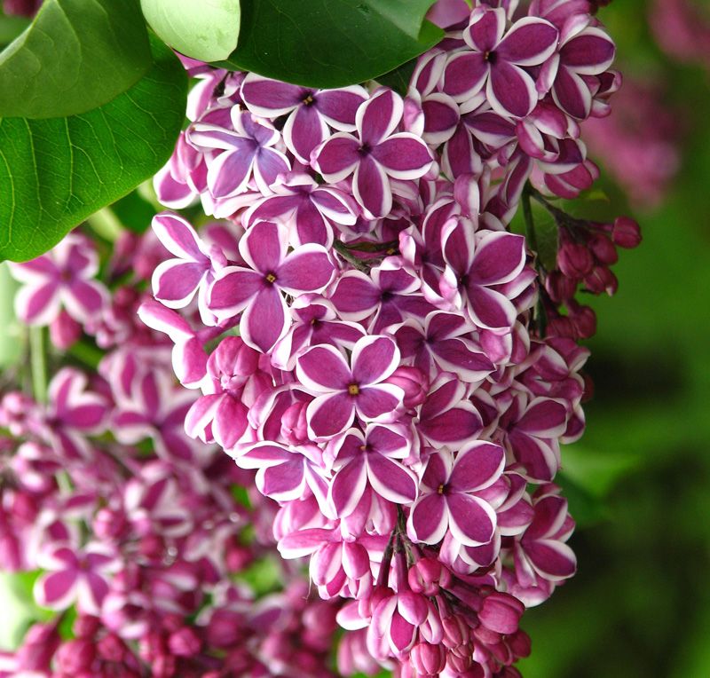 Tuy nhiên, ngày nay, hoa Tử đinh hương màu tím có ý nghĩa “xúc cảm đầu tiên của tình yêu” vì không có gì vui sướng hơn khi Xuân về cùng với những bông hoa tử đinh hương xuất hiện.