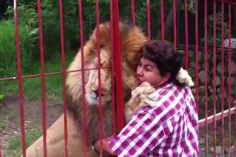 Sư tử ôm người.