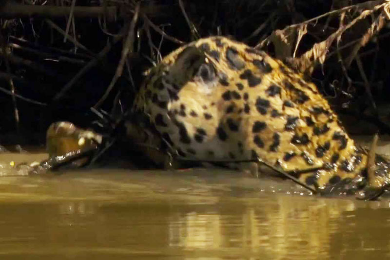 Báo đốm vật lộn với cá sấu dưới sông.