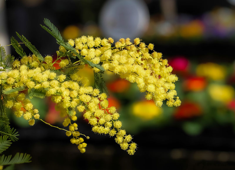 Ở Việt Nam, hoa Mimosa có rất nhiều ở vùng núi đồi Đà Lạt, nhiều người cho rằng hoa Mimosa là biểu trưng cho thành phố hoa và sương mù này. Mimosa Đà Lạt (Acacia dealbata, keo bạc) có các lá từ màu lục xám tới màu bạc và các hoa màu vàng sáng.