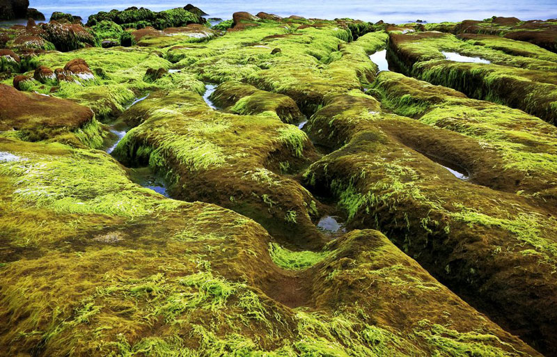 Cứ sau Tết Nguyên đán, khoảng tháng 2-3 hàng năm là bãi đá ven biển Cổ Thạch thuộc huyện Tuy Phong, Bình Thuận lại phủ rêu xanh mướt. Ảnh: Dzung Viet Le.
