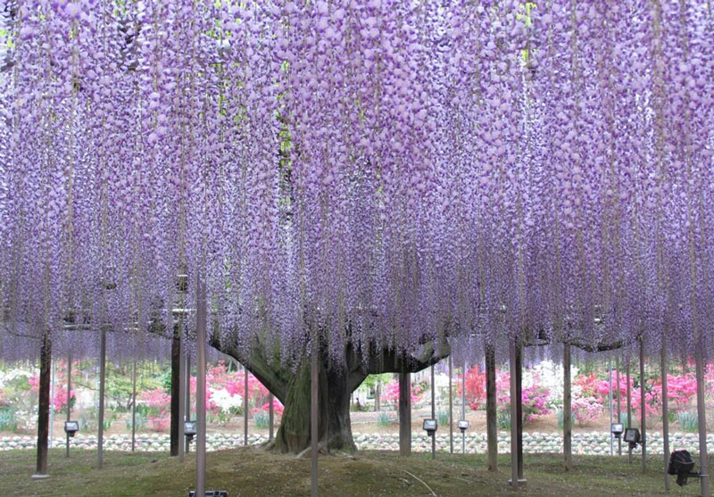 Ashikaga được xem như “bảo tàng” về loại hoa tình yêu này.