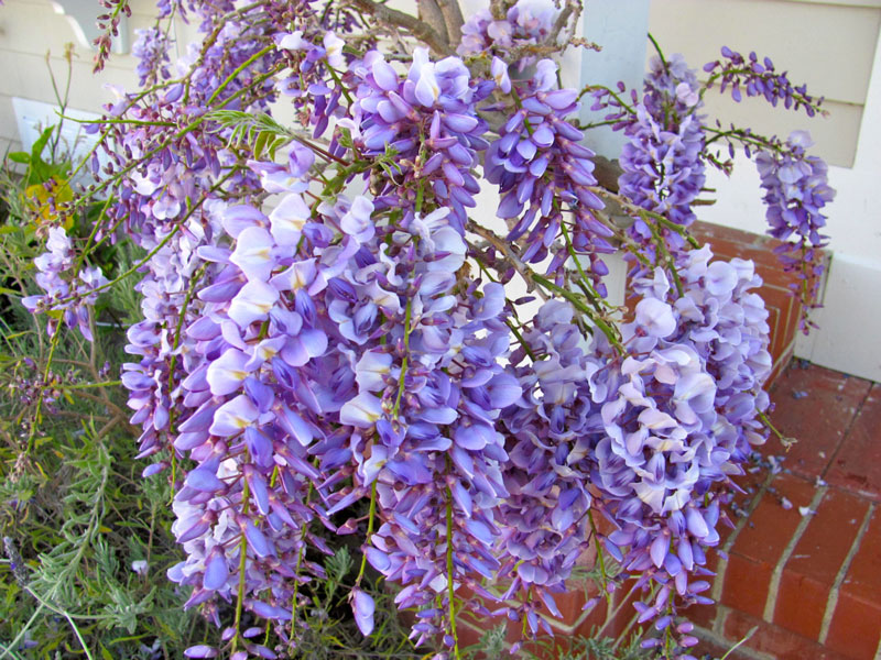 Tử đằng (dây sắn tía, hoa fuji) có danh pháp khoa học là Wisteria sinensis. Nó là loài thực vật có hoa trong họ Đậu. 