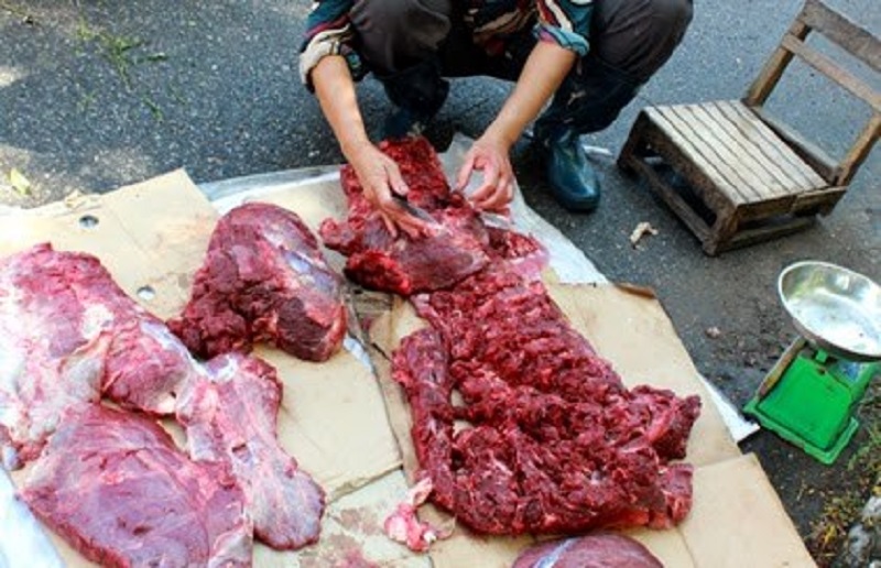 Các động vật ốm không được giết mổ thịt.
