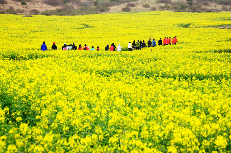 Ở Hàn Quốc còn tổ chức cả lễ hội hoa cải dầu.