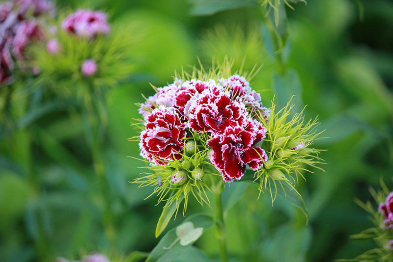 Trong cuốn “Ngôn ngữ loài hoa” thời nữ hoàng Victoria (1837-1901), hoa cẩm chướng được xem như một món quà may mắn cho người phụ nữ.