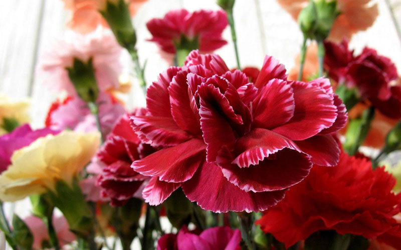 Hoa cẩm chướng con là biểu tượng hoa cho “Ngày của mẹ”.